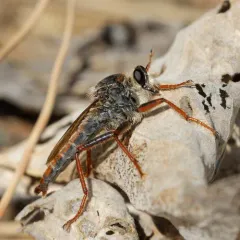 Stenopogon inquinatus thumbnail 2
