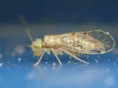 Trichopsocus clarus thumbnail 4