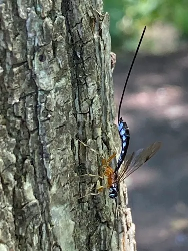 Rhyssella humida