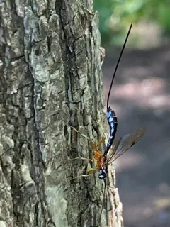 Rhyssella humida thumbnail 1