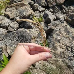 red fescue thumbnail 1