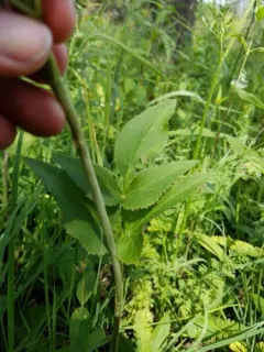 meadow-parsnip thumbnail 2