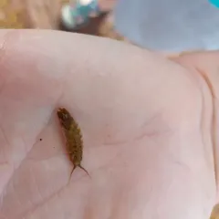 Baltic Isopod thumbnail 2