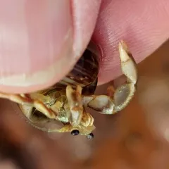 Long-claw Hermit Crab thumbnail 3