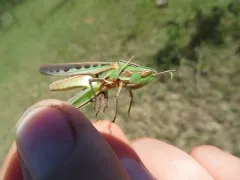 Admirable Grasshopper thumbnail 2