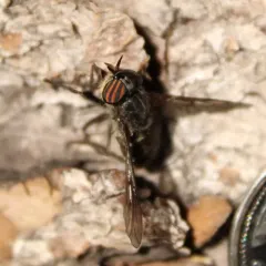 Hybomitra osburni thumbnail 2