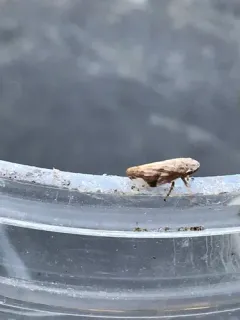 Four-spotted Spittlebug thumbnail 3