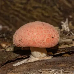 Wrinkled Peach thumbnail 3