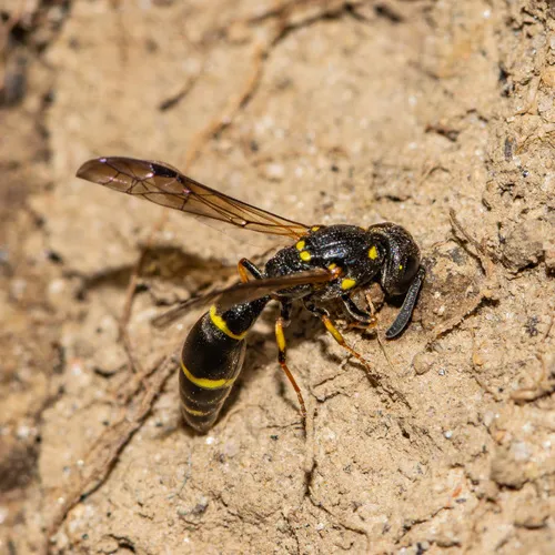 Tufted Potter Wasp