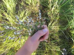 Nine-anther Prairie Clover thumbnail 4