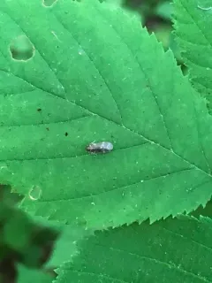 Synecdoche dimidiata thumbnail 3