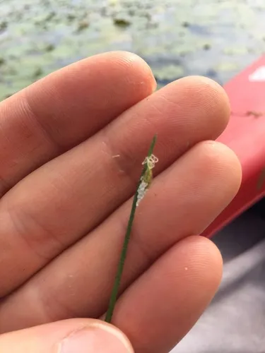 water bulrush