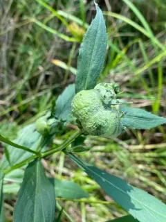 Asphondylia autumnalis thumbnail 1