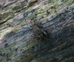 Spotted Ground Cricket thumbnail 4