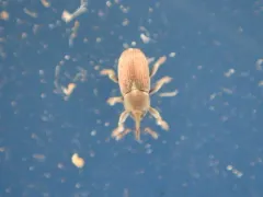 Tychius cuprifer thumbnail 4
