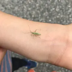 Megaloceroea recticornis thumbnail 2