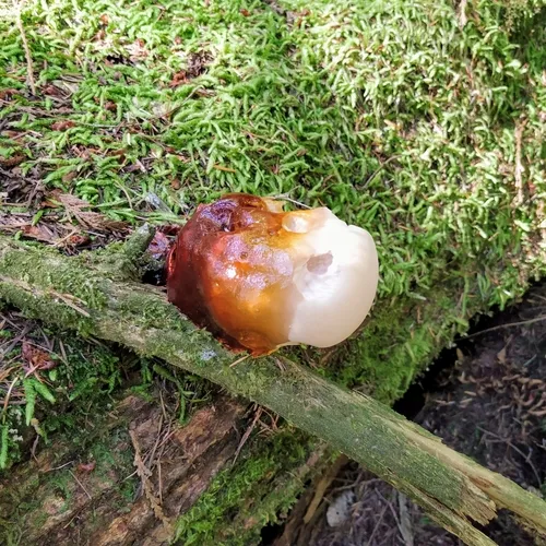 West Coast Reishi