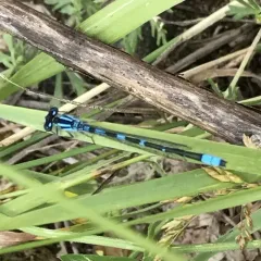 Tule Bluet thumbnail 1