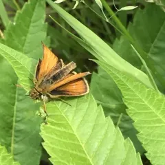 Essex Skipper thumbnail 2