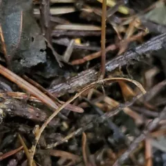 cryptic bonnet thumbnail 4
