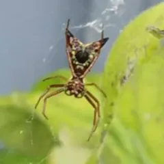 Arrow-shaped Orbweaver thumbnail 4