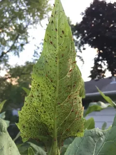 Goldenglow aphid thumbnail 4