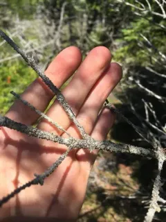 Common Rim Lichen thumbnail 4
