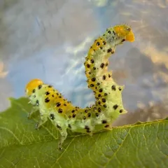 Rose Sawfly thumbnail 3