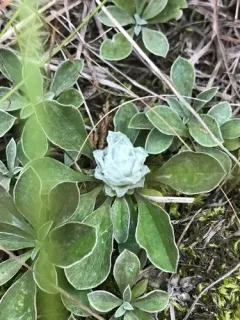 Asphondylia antennariae thumbnail 2