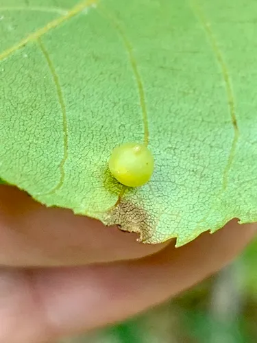 Caryomyia inflata