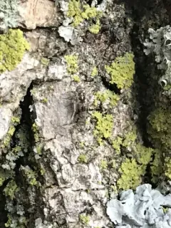Hyalopsocus striatus thumbnail 1