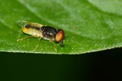 Hedriodiscus trivittatus thumbnail 1