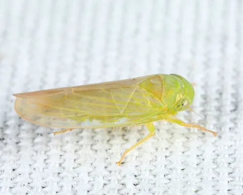 Chlorotettix unicolor