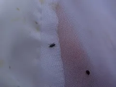 Clover Seed Weevil thumbnail 4