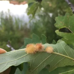 Acraspis villosa thumbnail 3