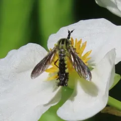 Hunchbacked Bee Fly thumbnail 4