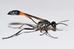 Ammophila kennedyi thumbnail 2