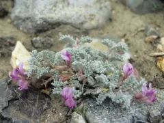Goose Creek milkvetch thumbnail 1