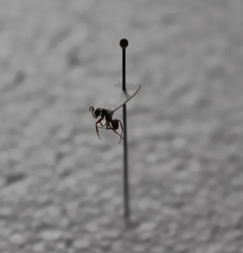 Silvery Field Ant