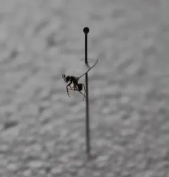 Silvery Field Ant thumbnail 1