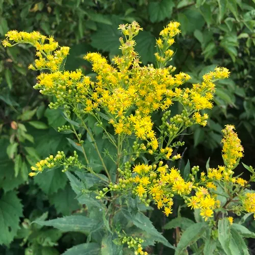 giant goldenrod