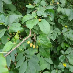 Pacific Crab Apple thumbnail 4