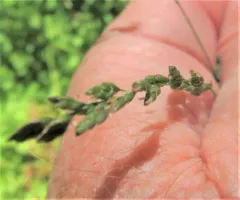 Tufted Tall Mannagrass thumbnail 2