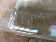 Opilio parietinus thumbnail 2