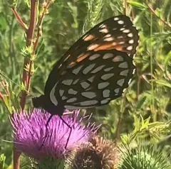 Regal Fritillary thumbnail 3