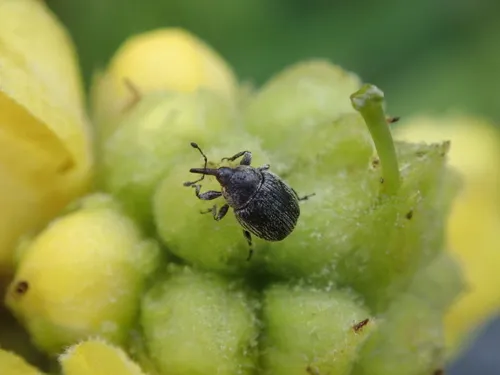 Rhinusa asellus