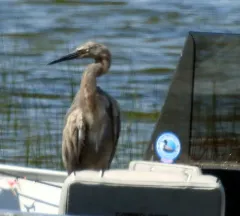 Reddish Egret thumbnail 4