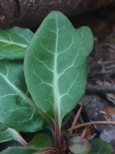 Cryptic wintergreen