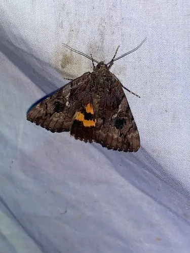 Little Wife Underwing