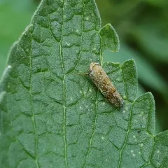 Japanese Leafhopper thumbnail 4